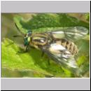 Chrysops relictus - Bremse w04.jpg